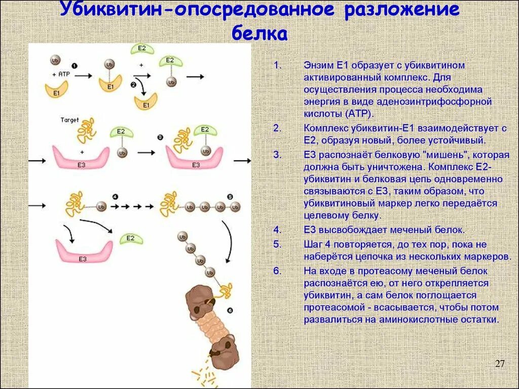 Убиквитин. Убиквитинирование белков. Белок убиквитин. Убиквитин строение. Первые белковые