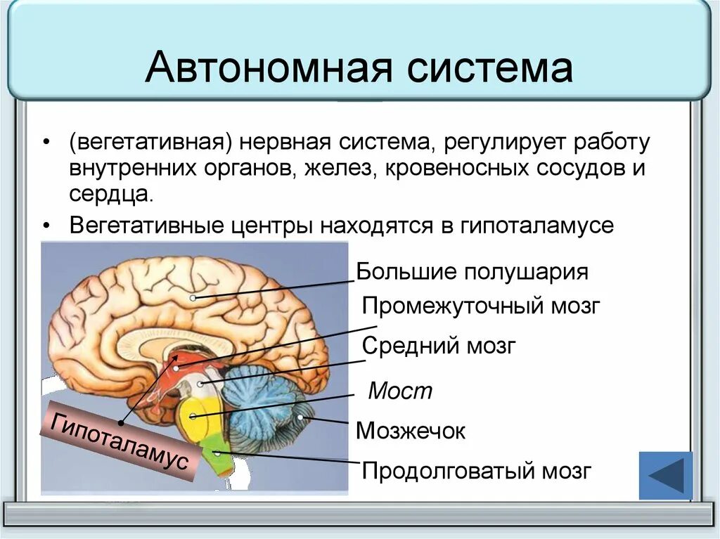 Какие отделы ЦНС регулируют работу сердца. Вегетативная нервная система регулирует. Автономная вегетативная нервная система регулирует. Вегетативная нервная система регулирует работу внутренних органов.