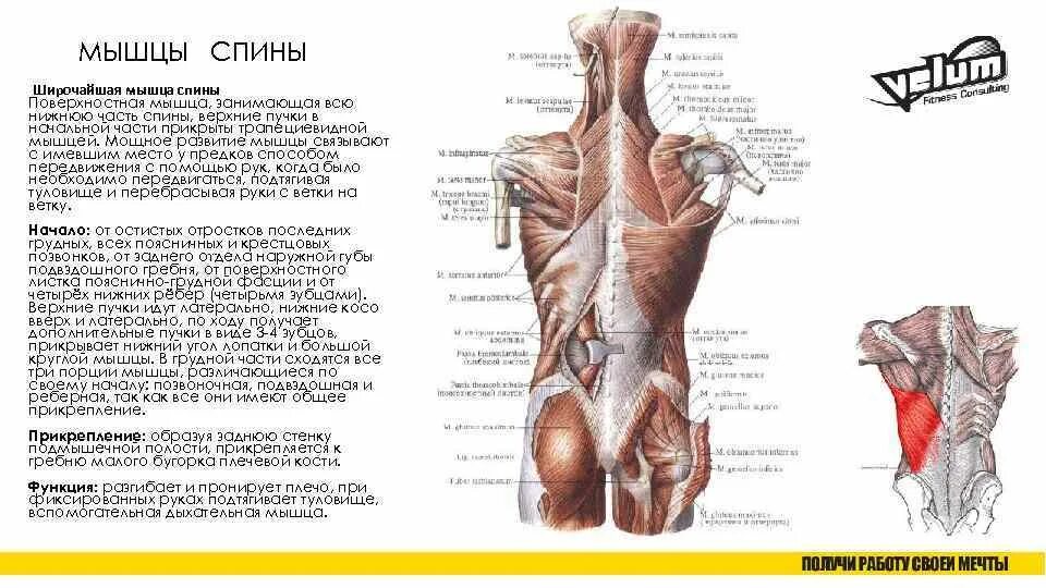 Мышцы спины прикрепление и функции. Мышцы спины анатомия глубокие и поверхностные. поверхностные мышцы спины анатомия трапециевидная. широчайшая мышца спины вид сбоку. топография широчайшей мышцы спины.