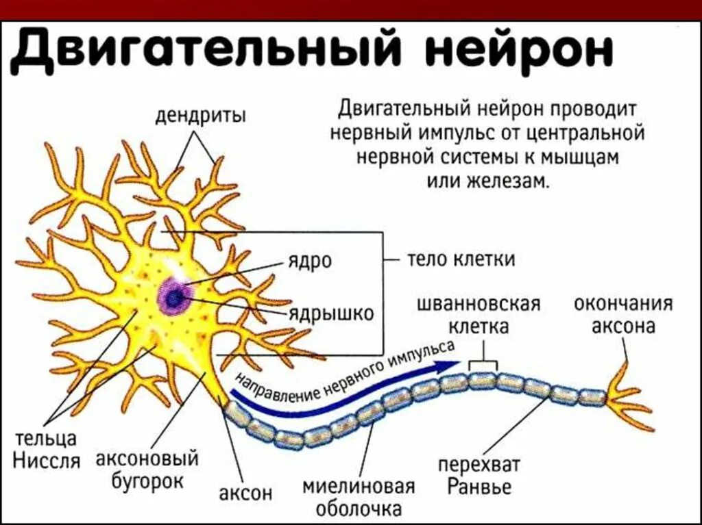 Проведение нервного импульса в цнс