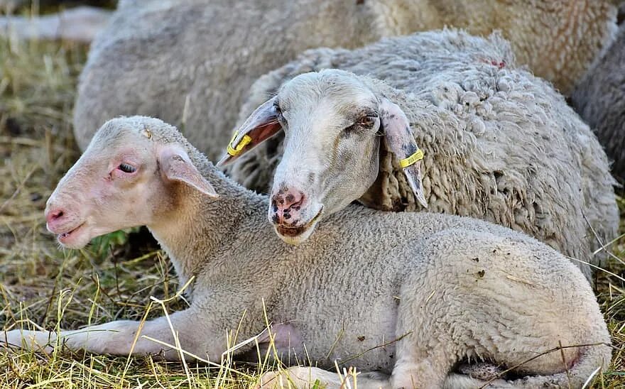 Фото барана и много овец. Общипанная овца. Австралия едет на овце. Отара овец. Домашний скот.