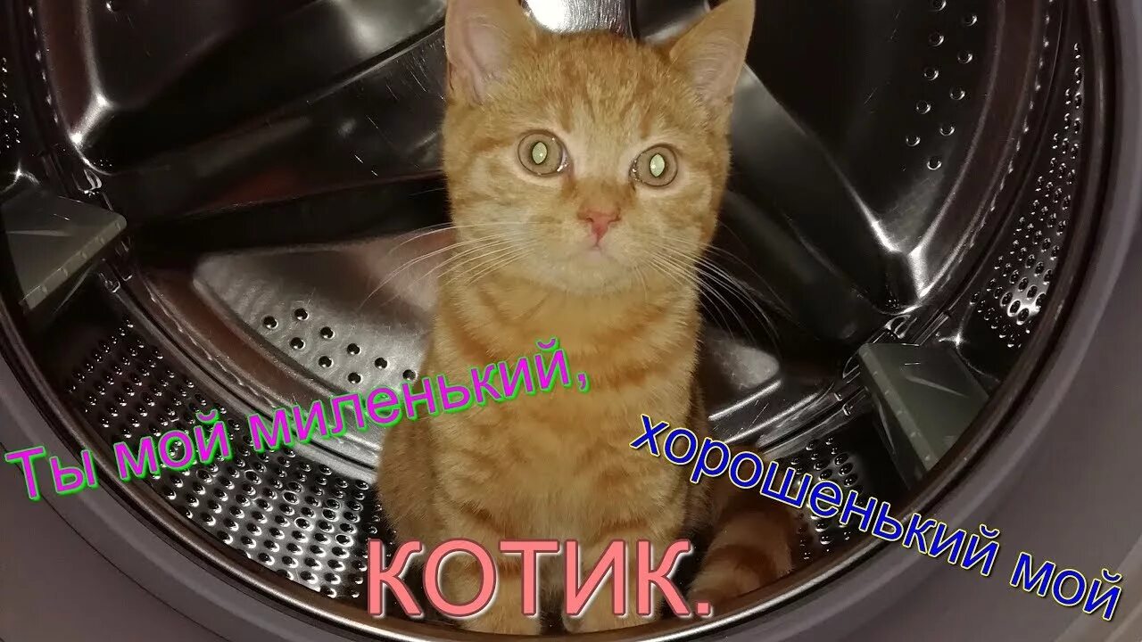 Песня про кота видео