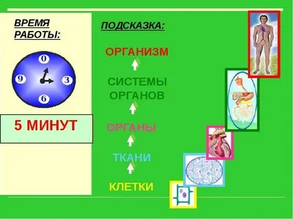 Клетка ткань орган система органов примеры