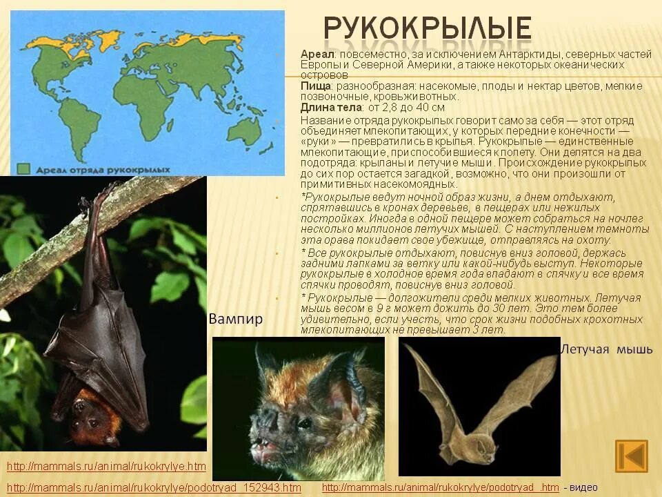 Обитание летучих мышей. Летучая лисица ареал обитания. Ареал обитания рукокрылых. Местообитание рукокрылых. Ареал обитания летучих мышей.