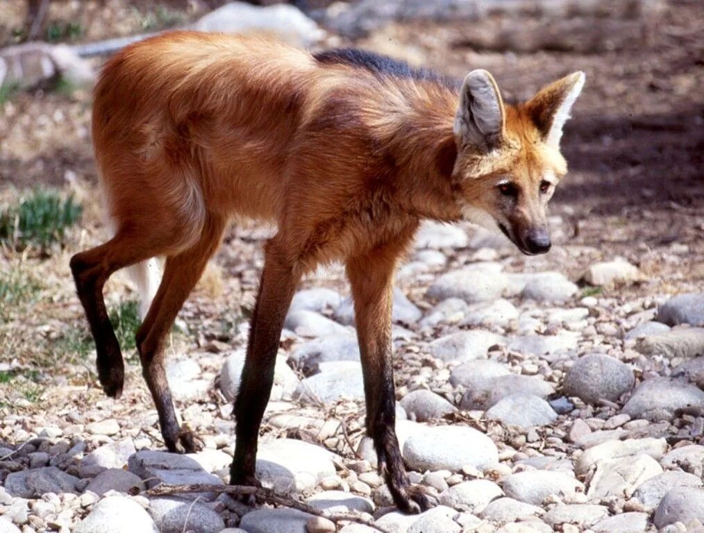 Гривистый волк. Гривистый волк (Chrysocyon brachyurus). Гривистый волк альбинос. Гривистый волк гуара.