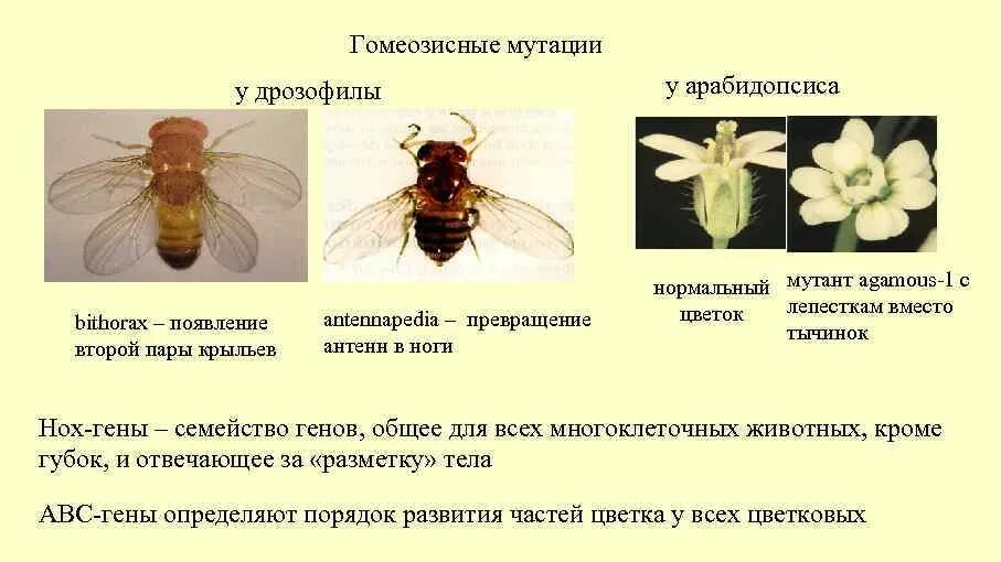 Лабораторная работа мутации дрозофилы 10 класс. Гомеозисные гены дрозофилы. гомеозисные мутации дрозофилы. гомеозисные гены мутации. мутации мушки дрозофилы.