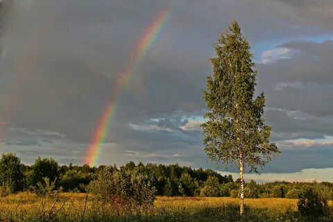 Радужная береза