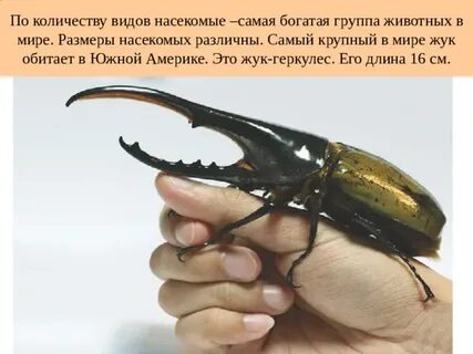 Где обитает жук геркулес из красной книги