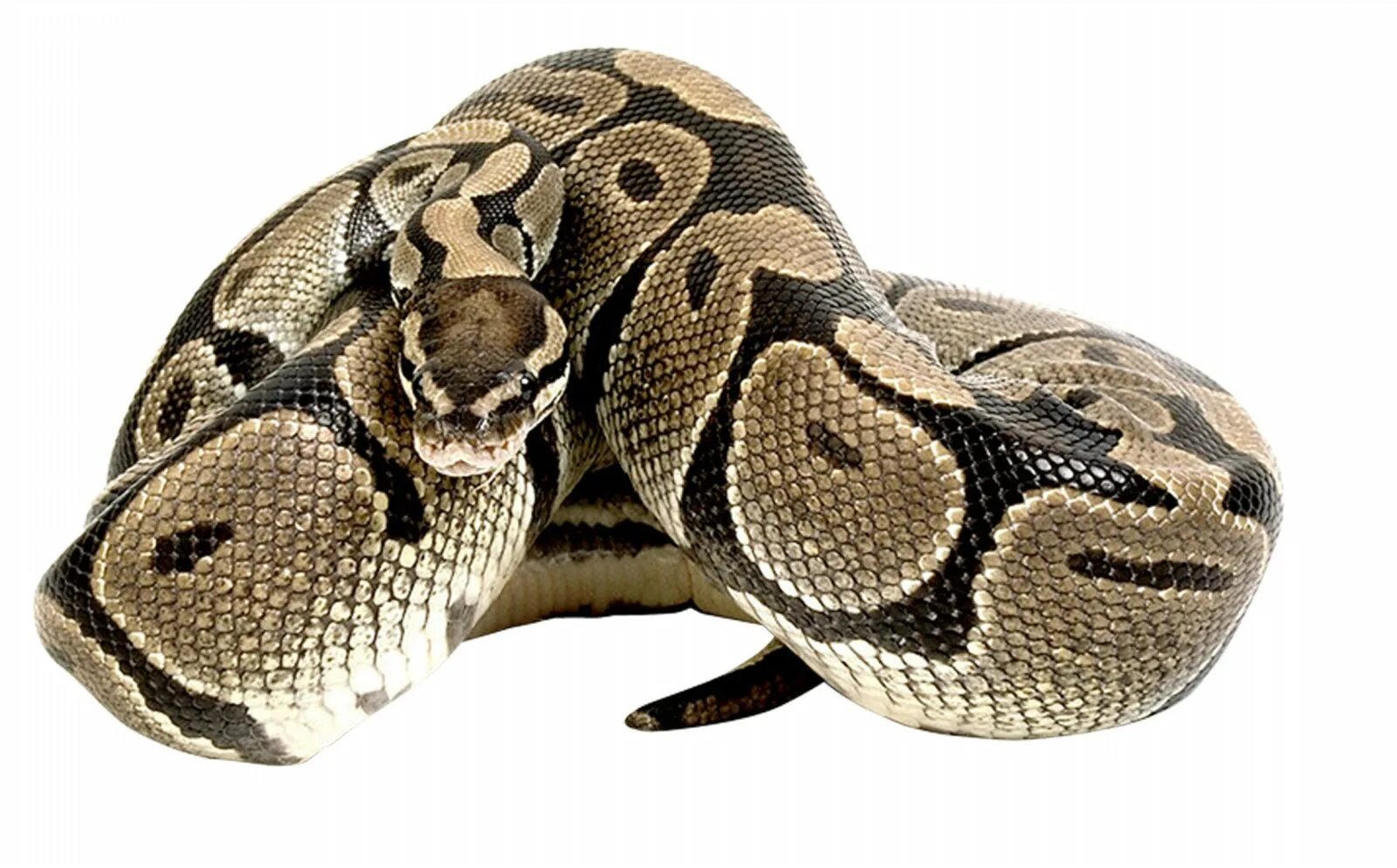 Боа констриктор змея. Удав сетчатый питон. Питон региус альбинос. Удав обыкновенный boa constrictor. Питон.