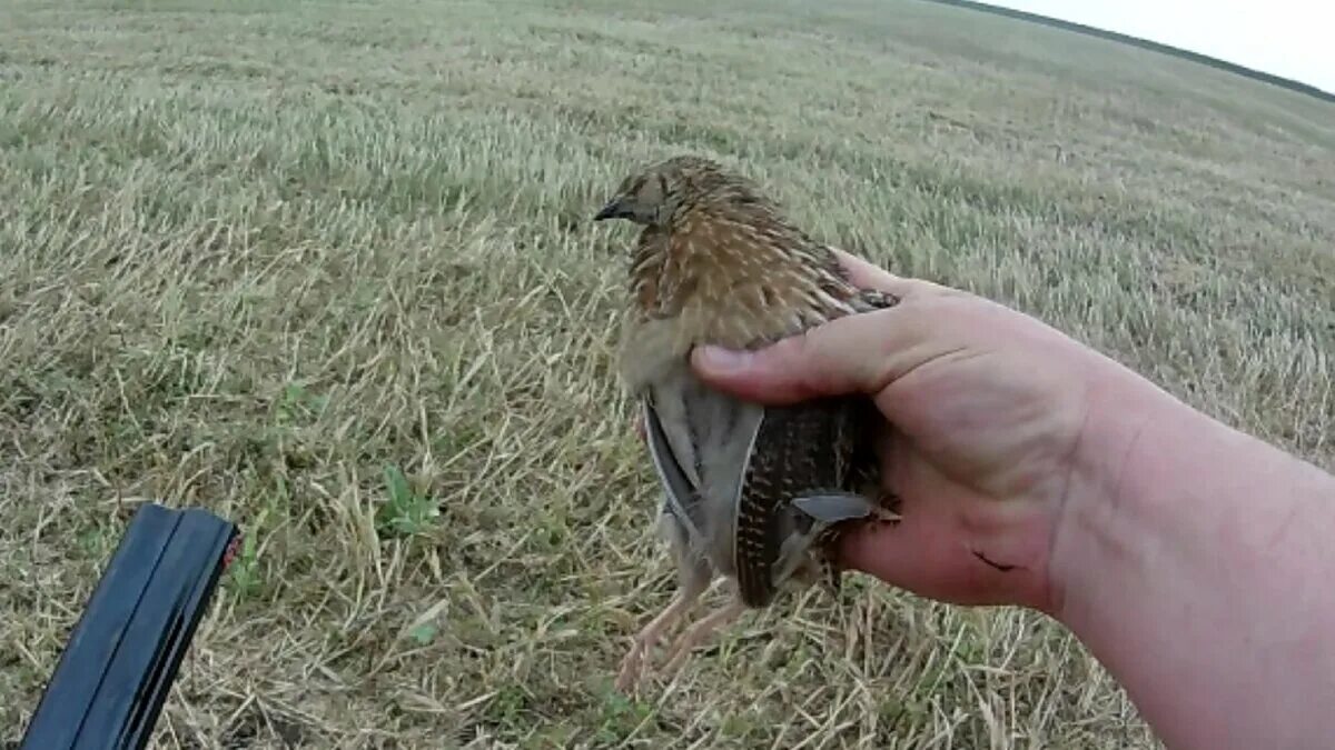 Перепила видео