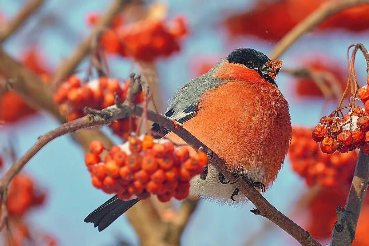 снегирь скворец зверек ветер ноябрь какие. снегирь скворец зверек ветер ноябрь какие. снегирь это красногрудая птичка. снегирь скворец зверек ветер ноябрь какие. снегири и дрозды.