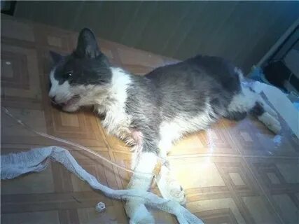Кот не ест 5 день