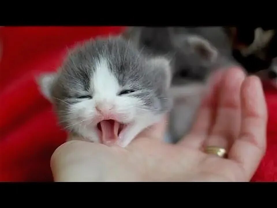 Покажи мне котиков алиса. Маленькие котики. Покажи маленького котенка. Включи видео как они маленькие. Включи видео как они маленькие.