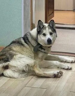 Догор