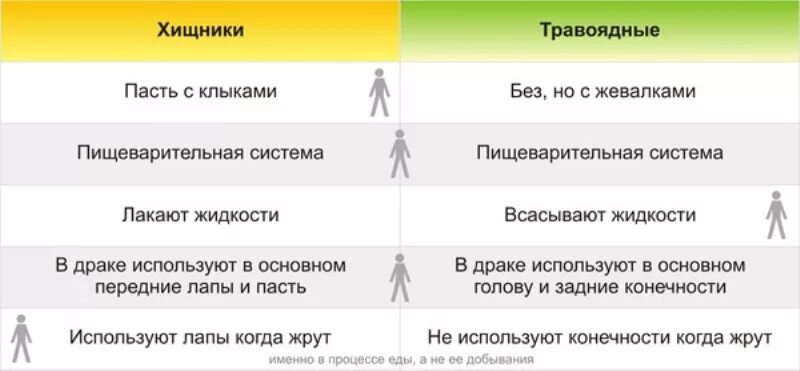 Человек хищник или травоядное. Человек травоядное. Сравнение плотоядных и травоядных. Человек хищник или всеядный.