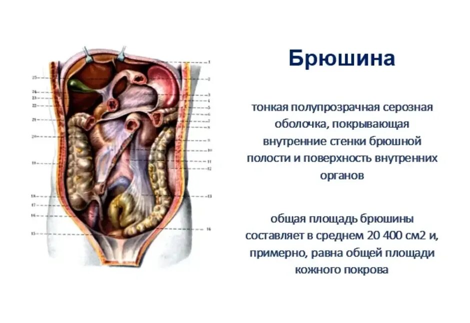 Расположение внутренних органов человека в брюшной