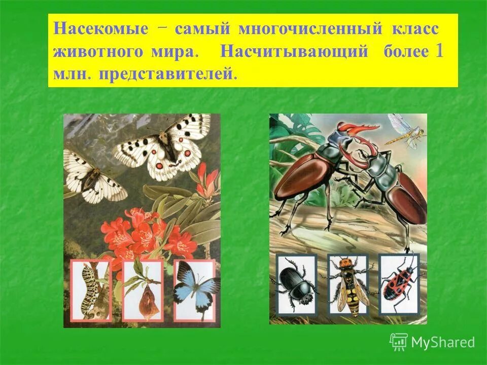 самый многочисленный класс насекомых. насекомообразные образ жизни. самая многочисленная группа животных класс. самая многочисленная группа животных класс. самая многочисленная группа животных класс.