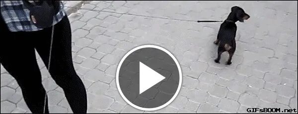 Кошка бросается на собаку