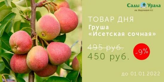 Груша исетская сочная описание сорта фото Груша исетская сочная описание сорта фото