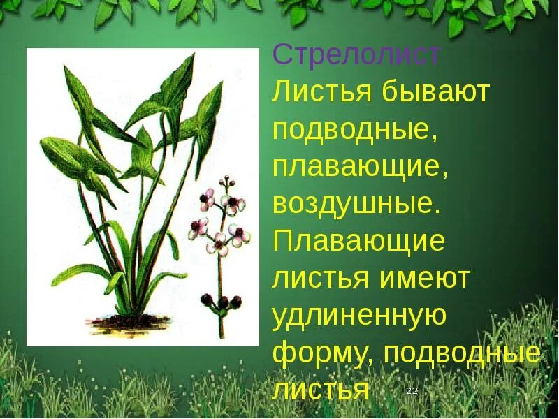 Имеет удлиненную форму в. Стрелолист широколистный. Стрелолист обыкновенный описание. Стрелолист листья. Растение стрелолист описание.