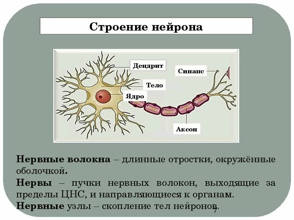 Строение нейрона Аксон дендрит синапс. Строение нерва дендрит. Строение нерва Аксон и дендрит. Строение нерва Аксон. Внутреннее строение нерва