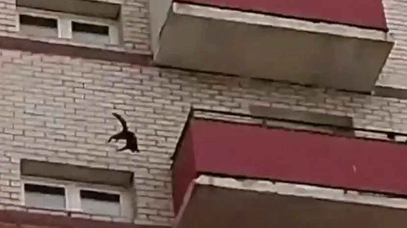 Кошка упала с 5. Кот упал с 9 этажа и выжил. Саратов прыгнула из окна.