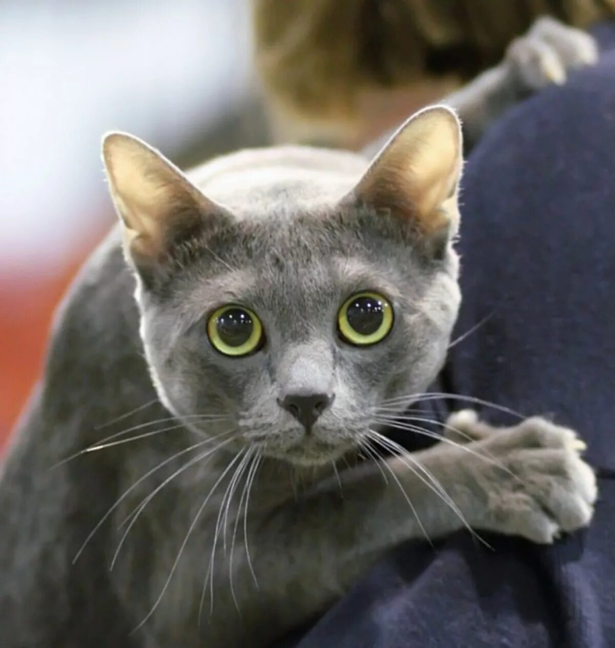 коты отзывы людей. джеймс боуэн и бэлль. мейн-кун. алтайская голубоглазка охос азулес.