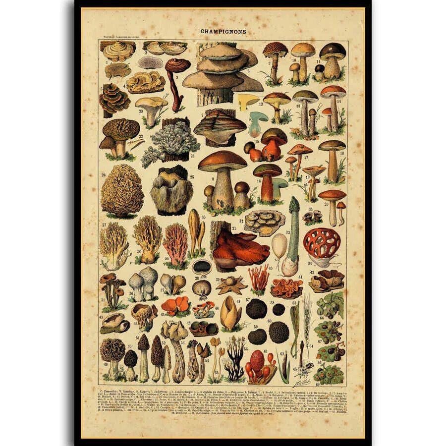 о чем мне поведали грибы