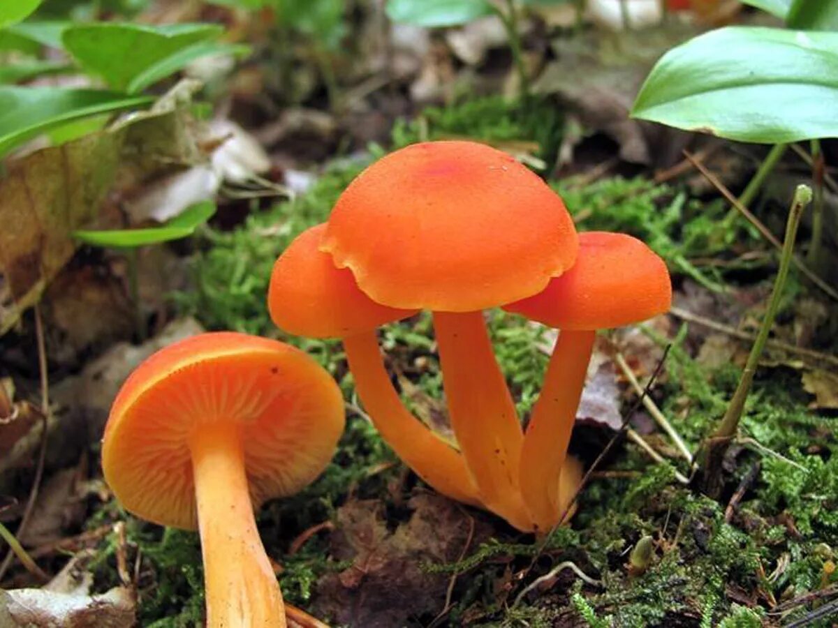 Два ядовитых гриба. Гигроцибе киноварно-красная (Hygrocybe miniata). Гриб Гигроцибе киноварно-красная. Гигроцибе киноварно-красная. Несъедобные грибы.