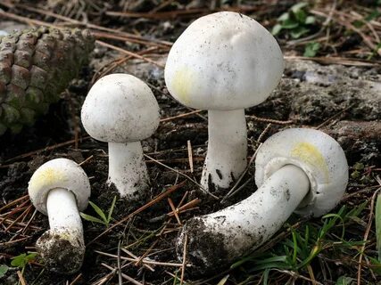Шампиньоны фото съедобные и ложные