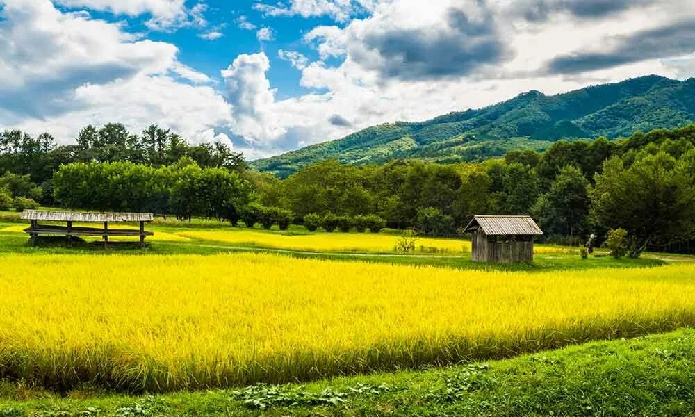 Daily lives of my countryside 0.3. Peaceful countryside. Spring in the countryside. Countryside Relax. Japan countryside.