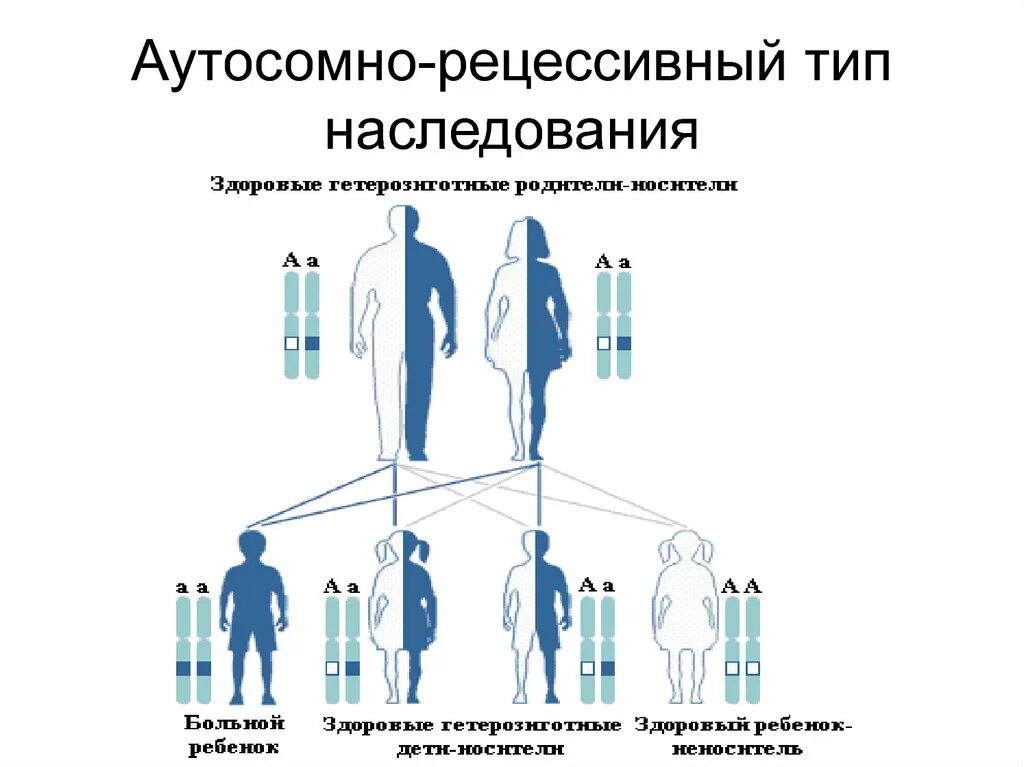 Характеристика аутосомно-рецессивного типа наследования. Особенности аутосомно-рецессивного типа наследования. Аутосомно-рецессивный Тип наследования патологии. Охарактеризуйте аутосомно-рецессивный Тип наследования. Болезни по наследству от матери