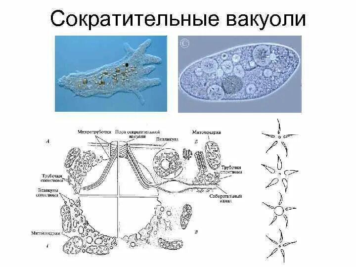 Какую функцию инфузории туфельки выполняет сократительная вакуоль. Функции сократительных вакуолей протистов. Строение сократительной вакуоли простейших. Строение сократительной вакуоли инфузории. Сократительная вакуоль строение.