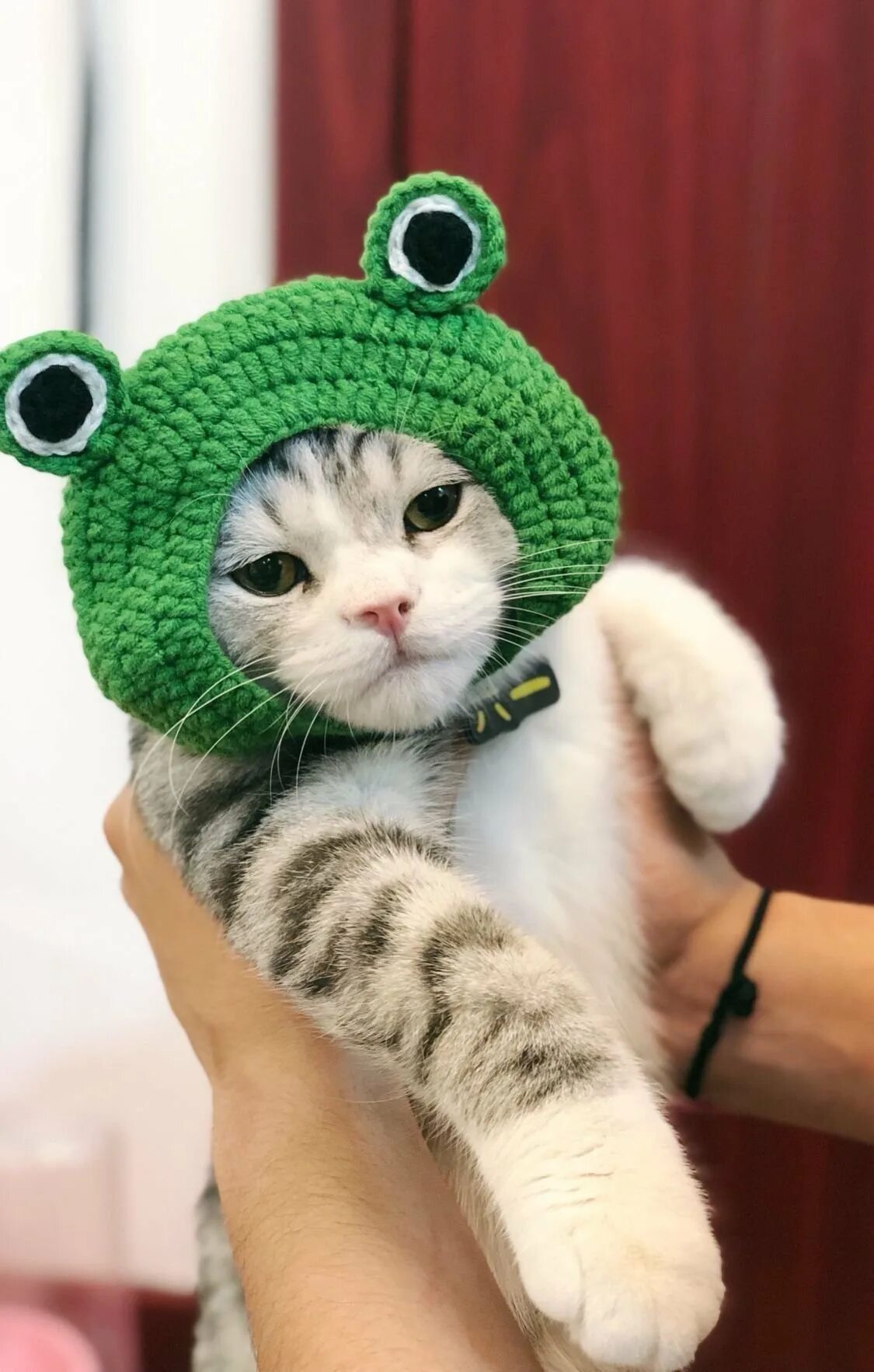 Крутые котики. Шапочка котика. Кот в шапке. Котенок в шапочке. Шапочка котика.