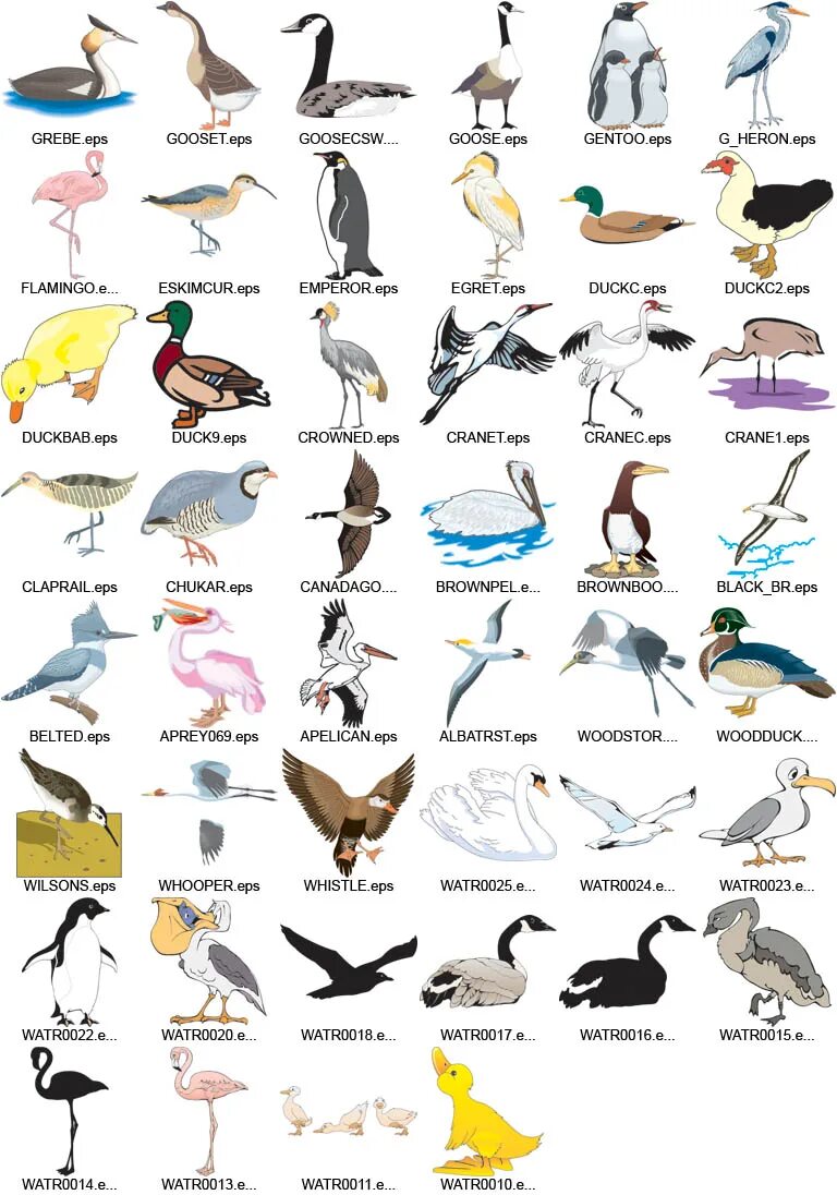 Название птиц много. Название птиц. Птицы на букву а. Птицы список названий. Имена птиц.