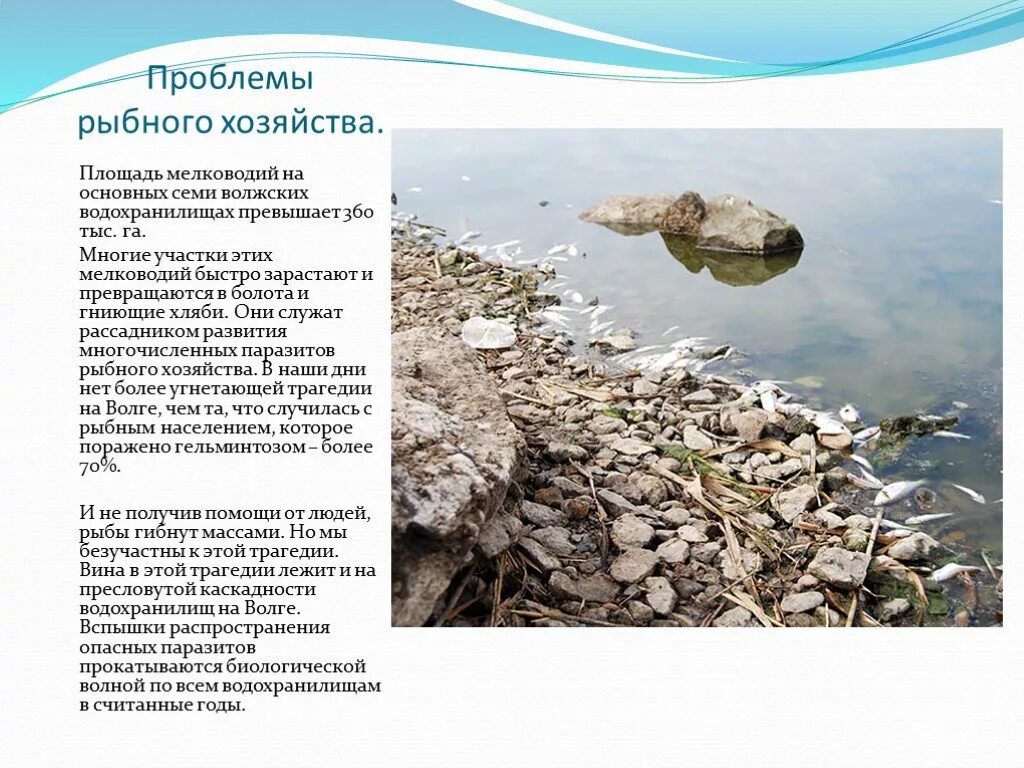 Проблемы рыбного хозяйства. Рыболовство пути решения проблемы. Истощение биологических ресурсов мирового океана. Проблемы рыбной отрасли. Рыбоводство в норвегии.