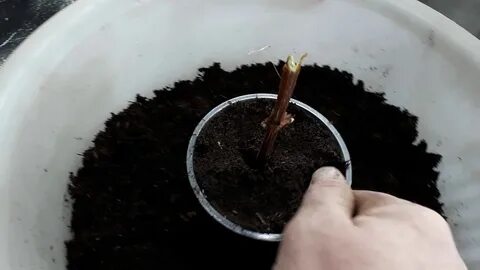 Как укоренить черенки голубики