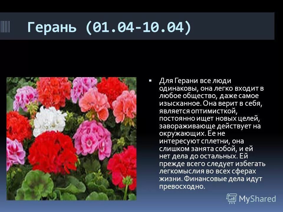 Гороскоп какие цветы подходят. Гороскоп какие цветы подходят