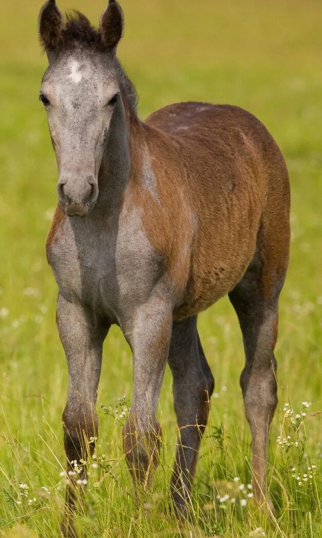 туркменские лошади ахалтекинцы. байга спорт. казахская игра байга. скачки на лошадях в казахстане. байга казахстан.