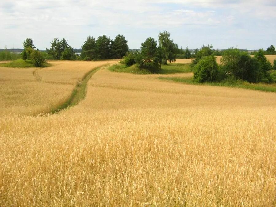 The road in the rye. Шишкин дорога во ржи. Украина поле рожь. Пшеничное поле. Тропинка в пшеничном поле.