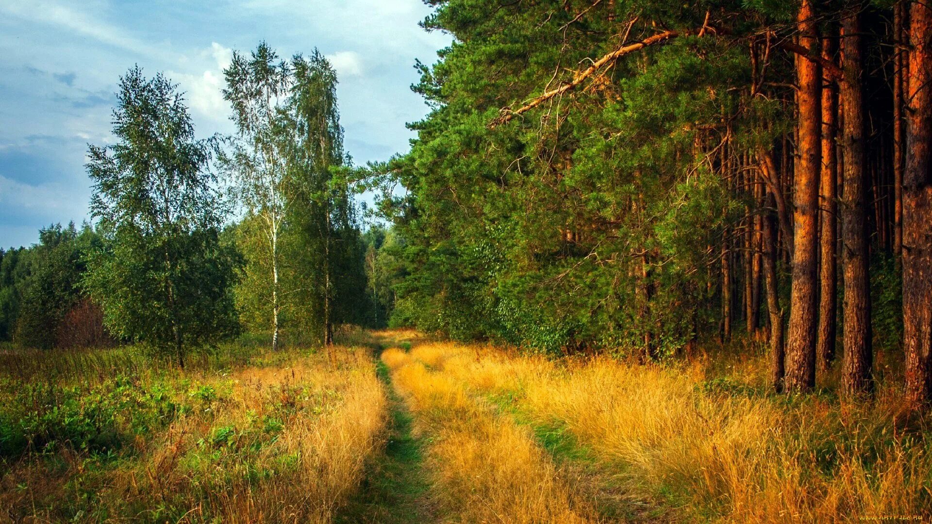 Леса россии лето. Сосновый лес средней полосы России. Природа России Лесная опушка. Опушка леса Татарстан. Сосновый Бор средней полосы.