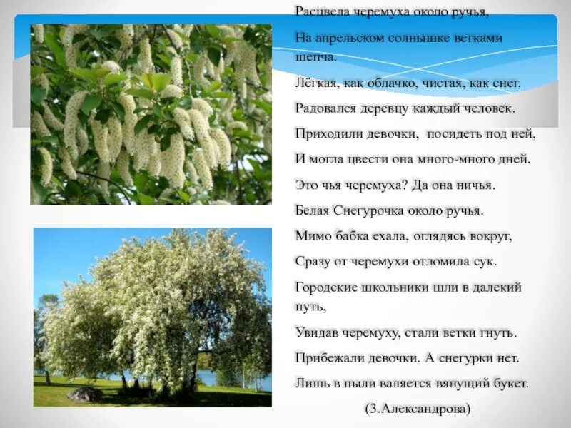 Стоит белым бела