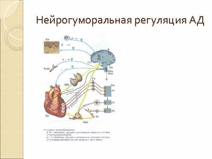 Нейрогуморальный аппарат регуляции. Нейрогуморальная регуляция схема рисунок. Нейрогуморальная регуляция 8 класс биология. Нейрогуморальная регуляция КРС. Как осуществляется нейрогуморальная регуляция организма