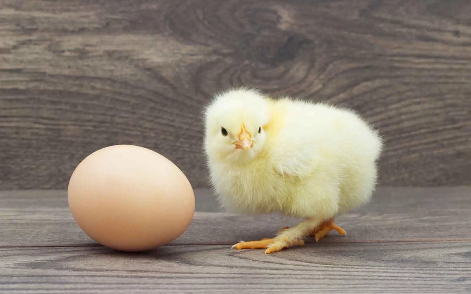 Покажи яйцо курицы. Яйцо цыпленок. Курица с яйцами. Куриное яйцо с цыпленком. Птенчик в яйце.