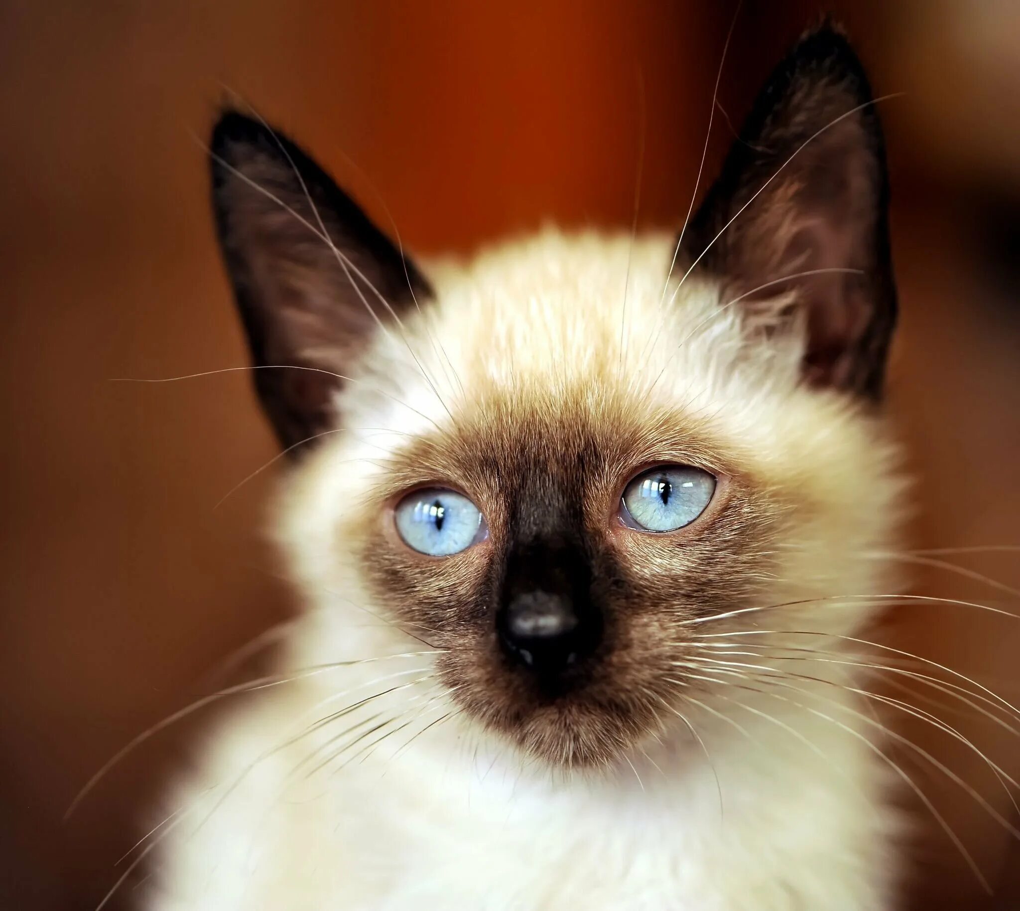 Сиамский Сноу-Шу. Королевский сиамский кот. Старотипная Сиамская. Сиамская и тайская кошка. Сиамская кошка длинная