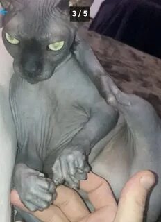 Отдам сфинкса в добрые