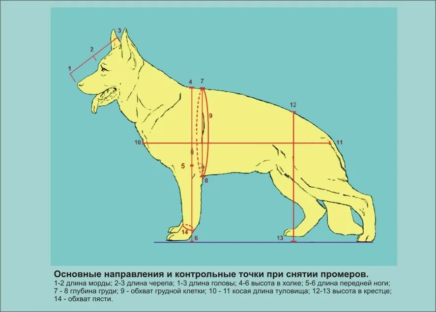 Стандарт породы немецкая овчарка промеры. Немецкая овчарка рост в холке. Рост немецкой овчарки стандарт породы. Рост в холке немецкой овчарки кобель.