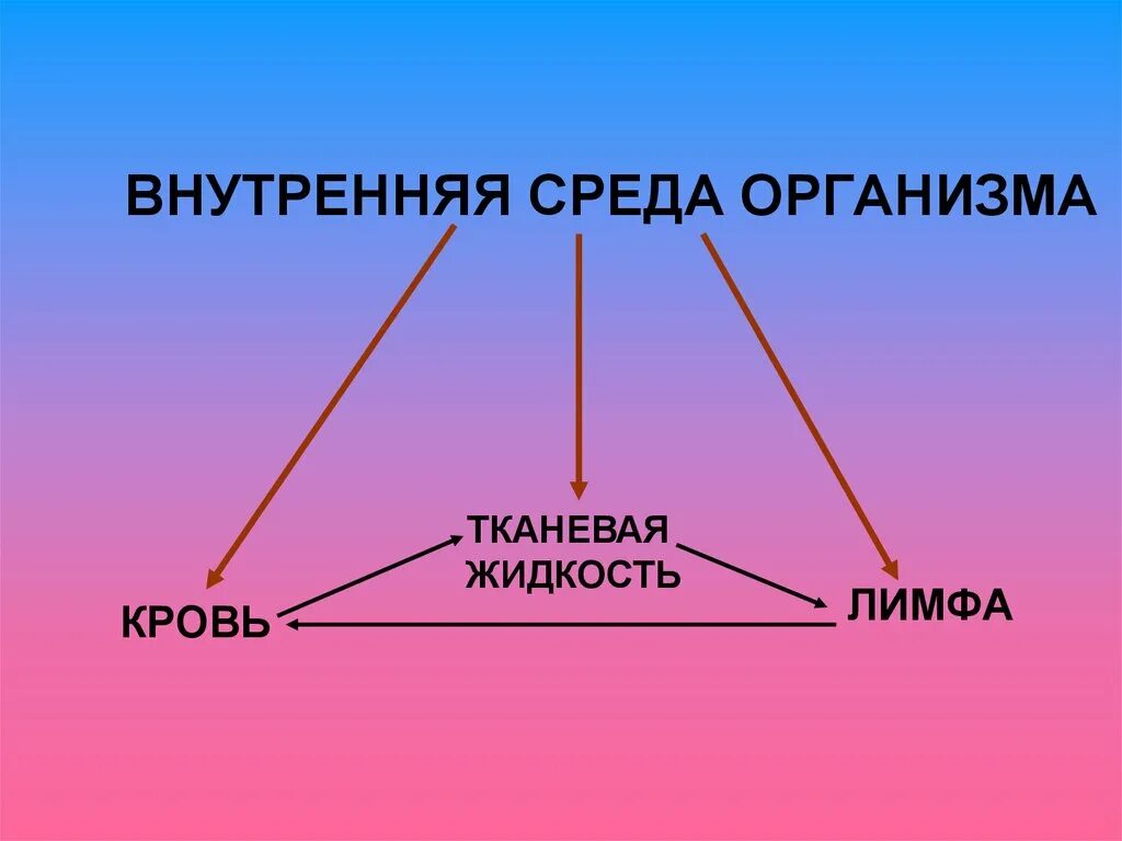 Из чего состоит среда организма. Внутренняя среда организма. Внутренняя среда кровь лимфа тканевая жидкость. Внутренняя среда органи. Схема внутренней среды человека.