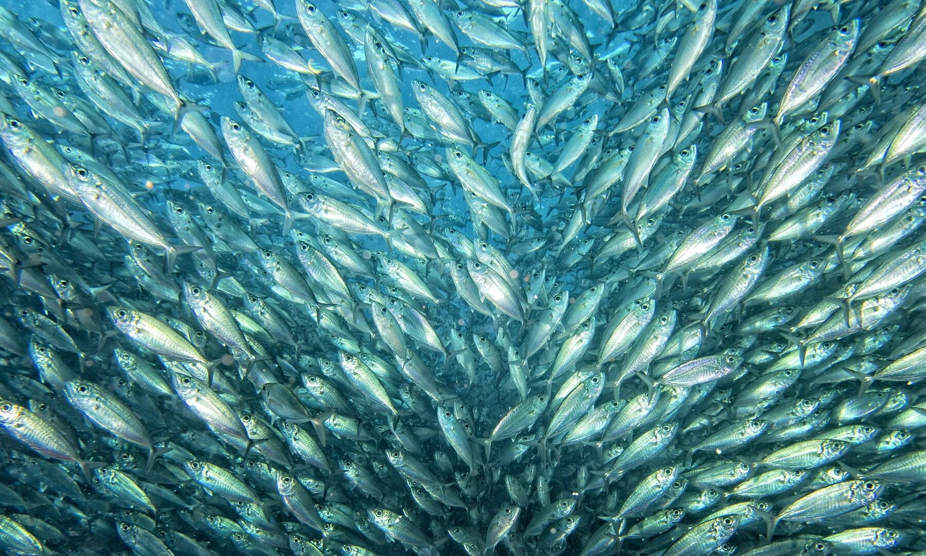 Водные биоресурсы и среду. Биологические ресурсы водоемов. Охотское море море биоресурсы. Рыбный промысел в черном море. Нерест сельдеобразных.