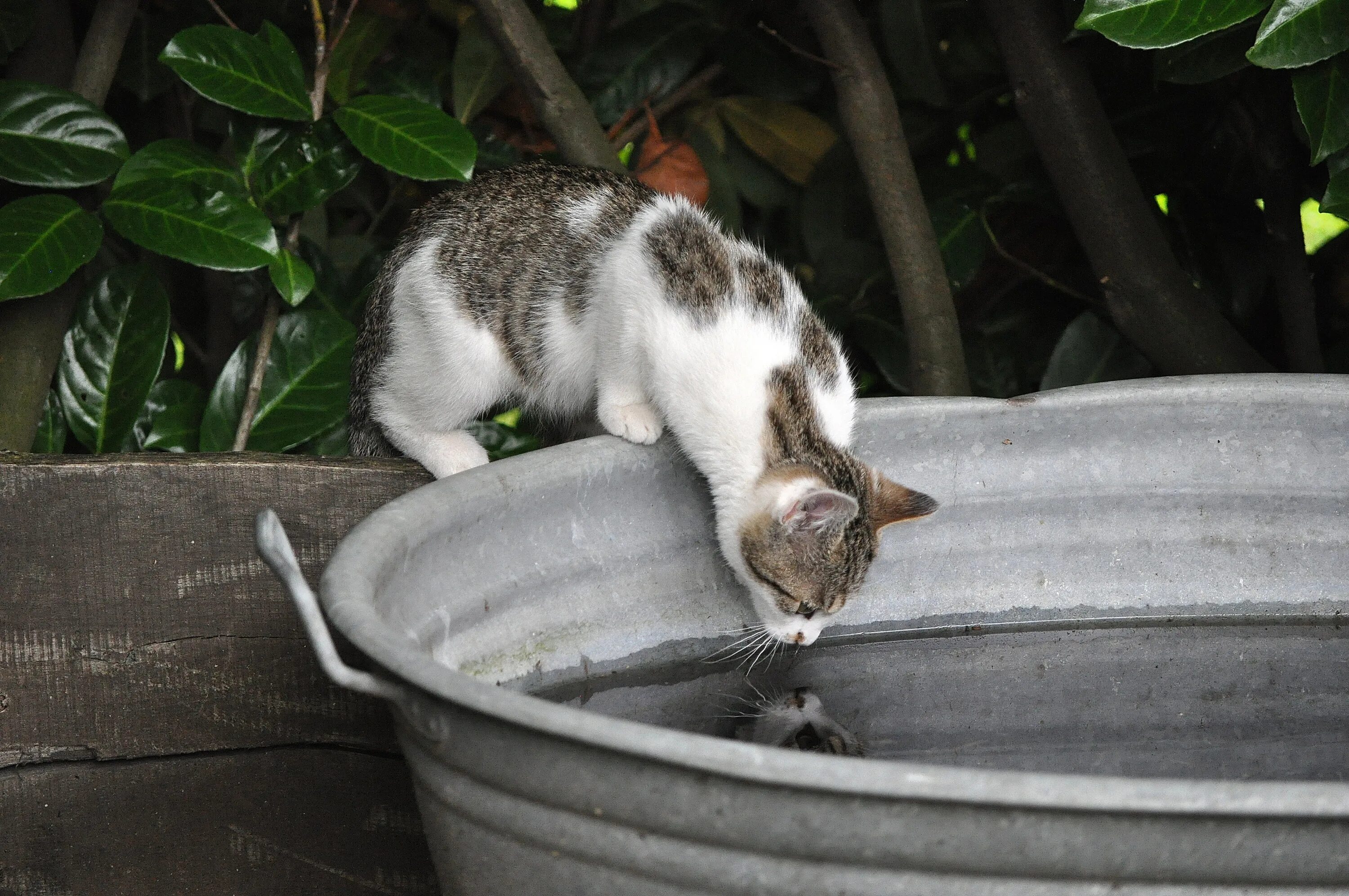 Кошка часто пьет воду. Кошка пьет. Кот в воде. Кошка пьет воду. Котик пьет воду смешно.
